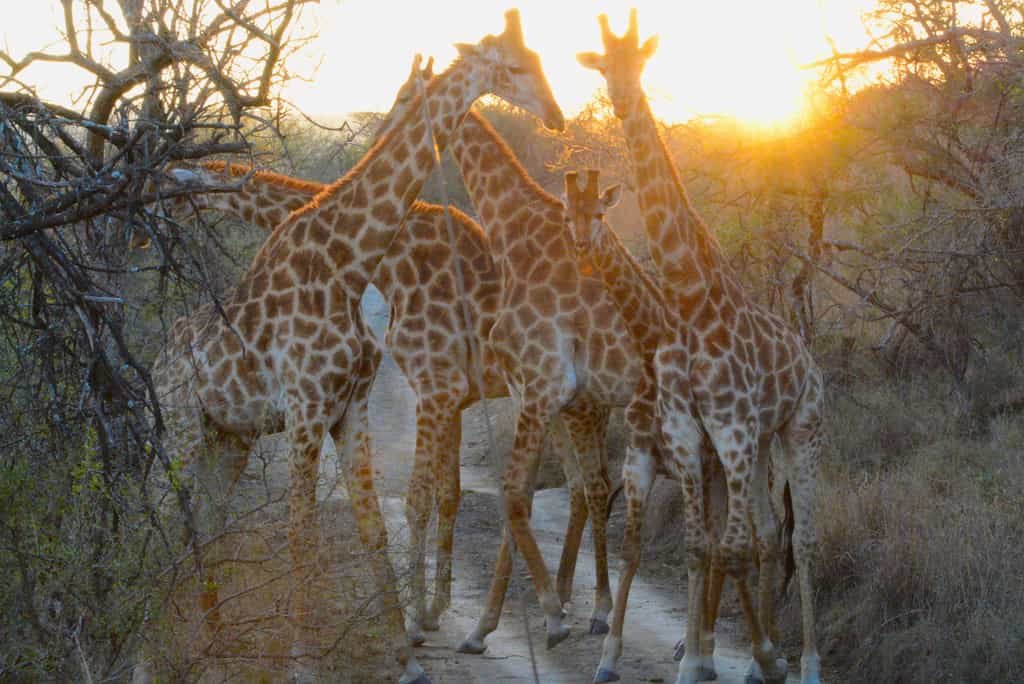 Giraffes