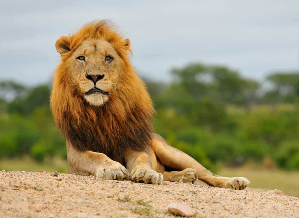 #Big5Safari
