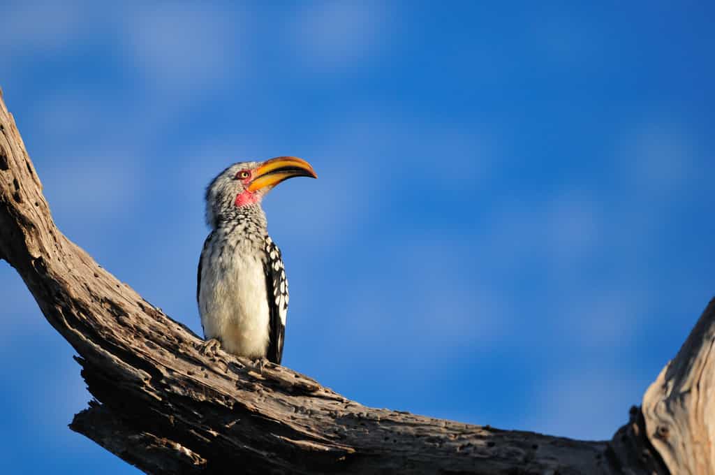 #zazu