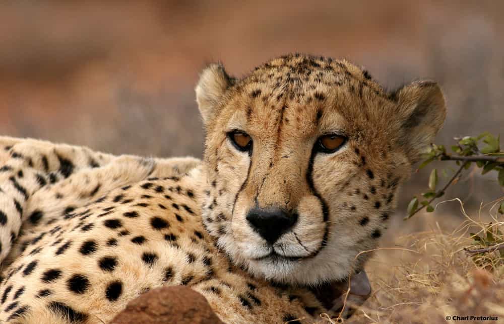 Regal and impressive 
