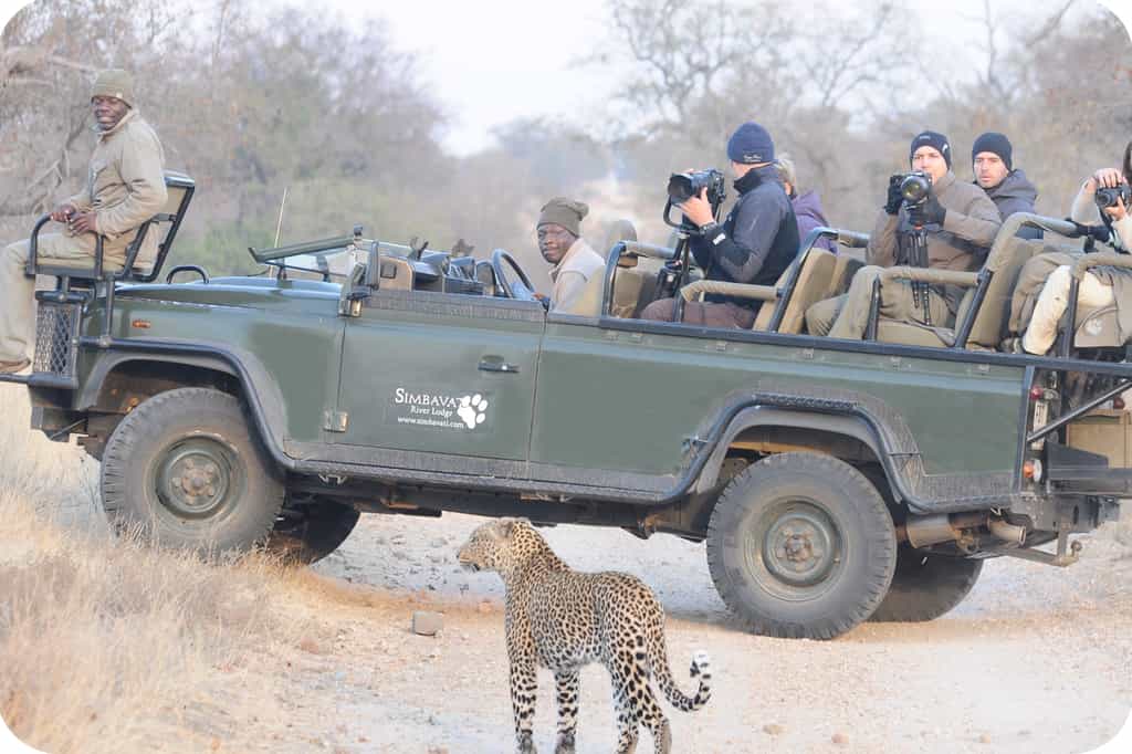 Game drives in an open 4 x 4