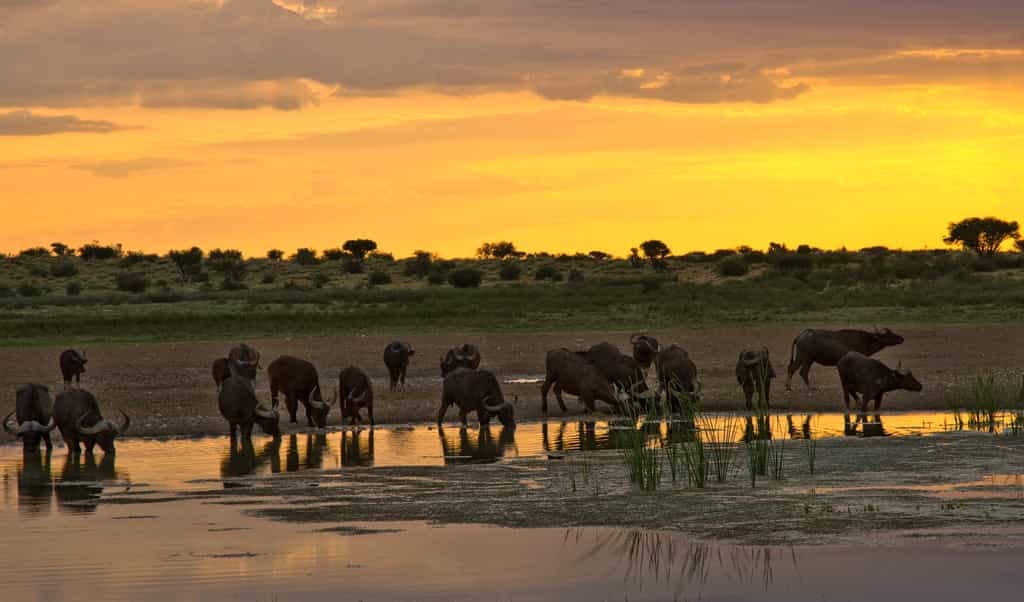 Game viewing at its best