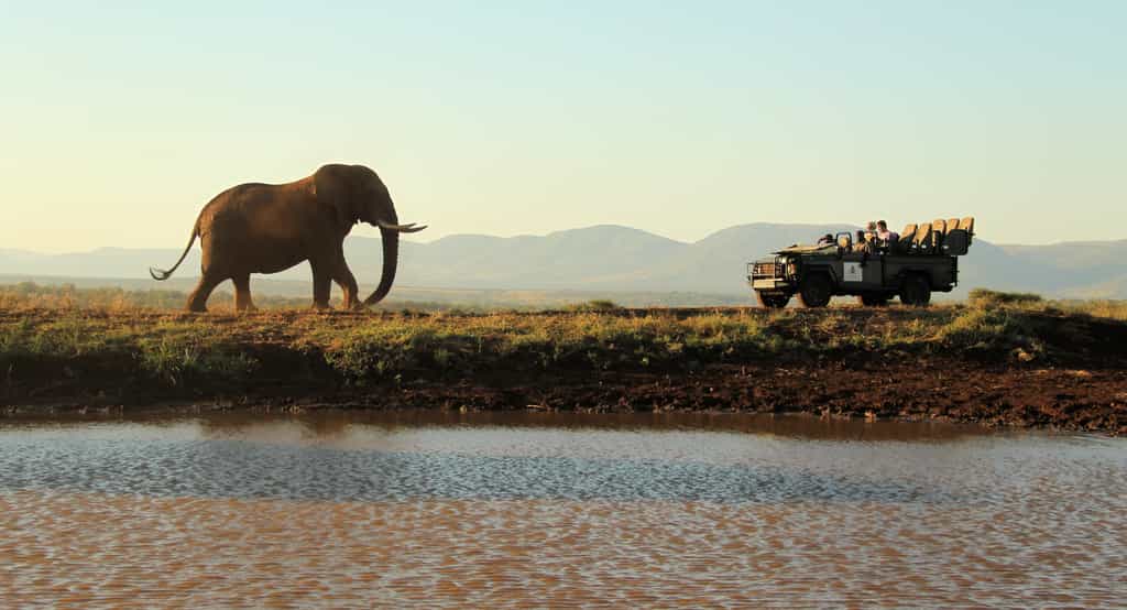 Game Viewing
