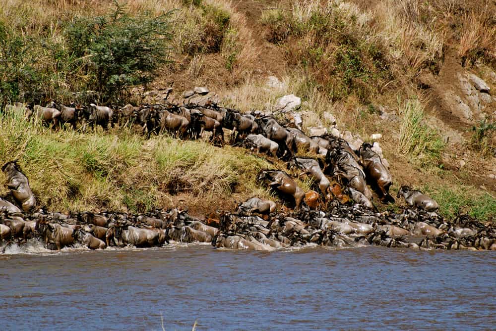 The annual wildebeest migration crossing the Mara River close to camp