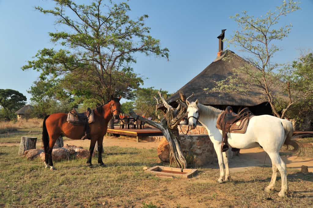 Activity - Horse Back Safari