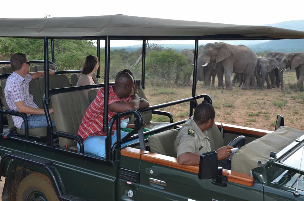 Safari