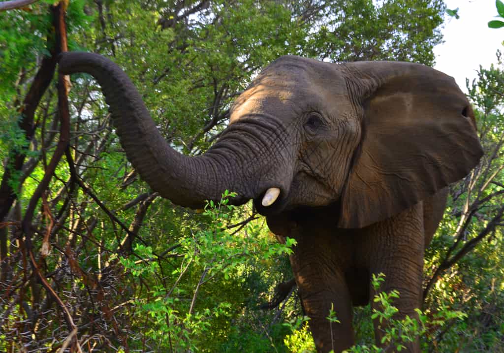 Elephant