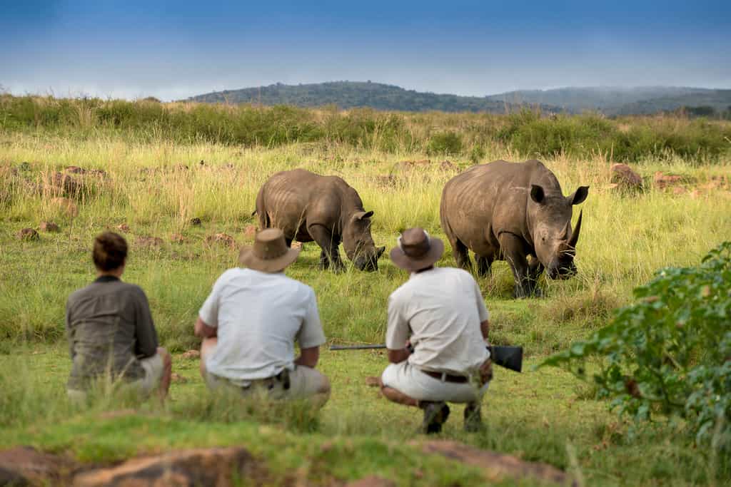 Mhondoro Game Lodge- Game- Rhino