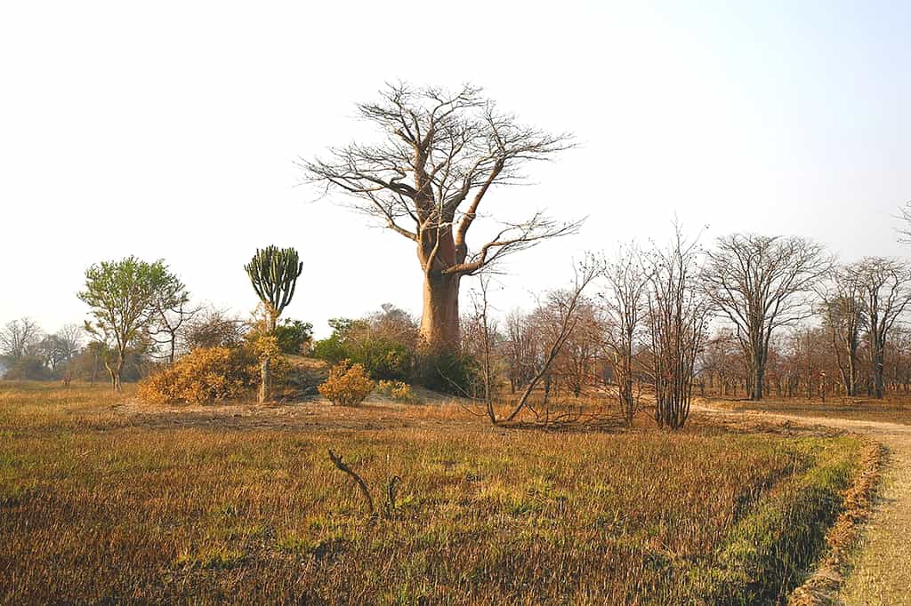 Kafue scenery