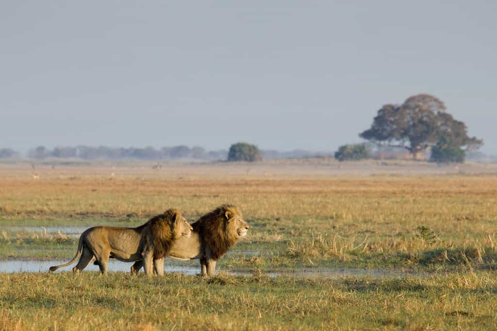 The Busanga Males