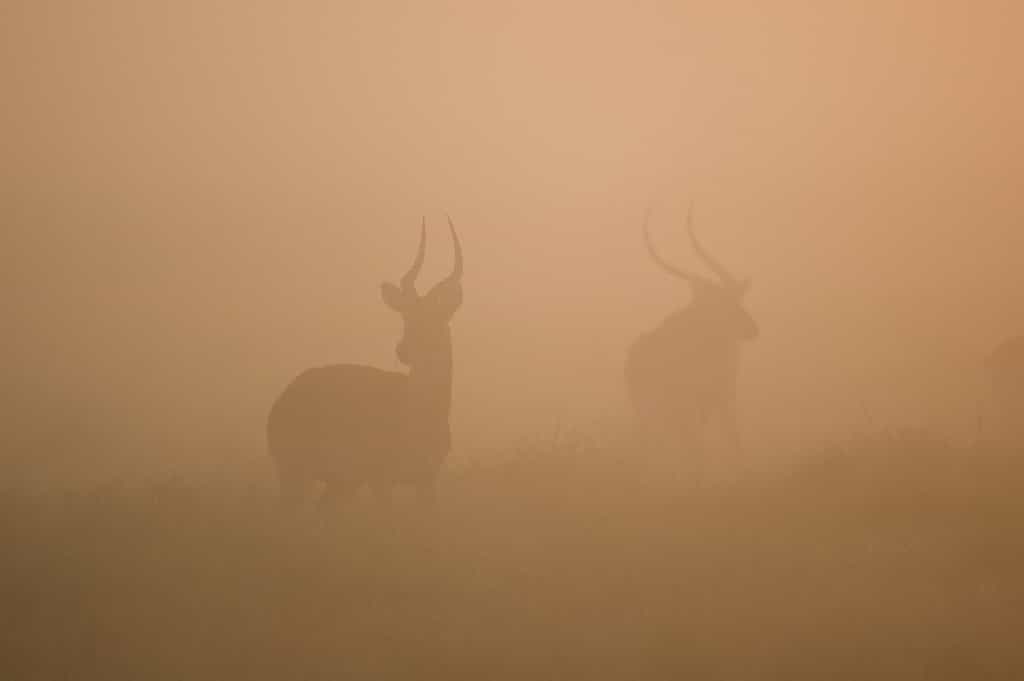 Red Lechwe