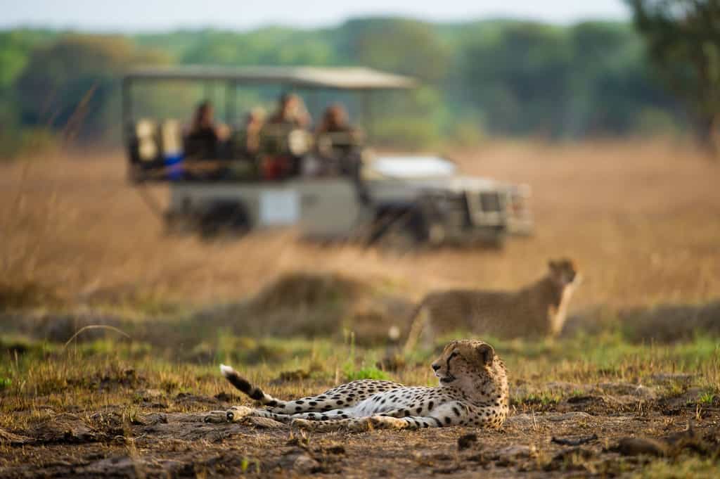 Cheetah on the Plains