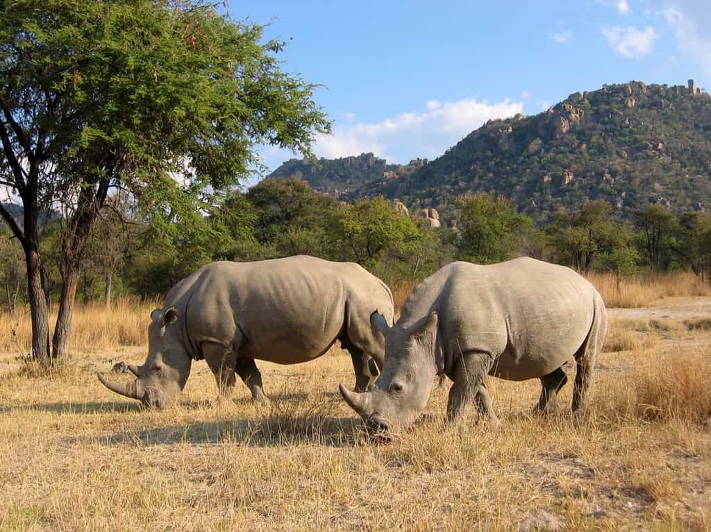 A 'bucket list' activity and opportunity to get up close and personal with these rare and endangered animals.