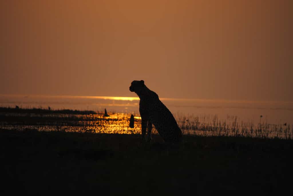 Matusadona is one of the few remaining areas in Zimbabwe that still has a small population of cheetah that we often encounter on game drives.