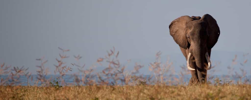 Track wild black rhino on foot and discover a variety of wildlife.