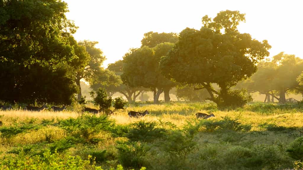 Wildlife