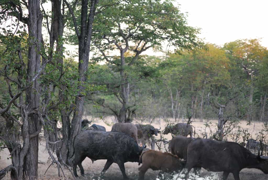 Wildlife