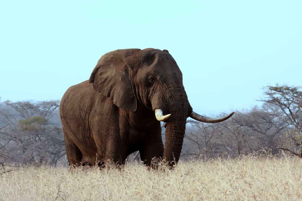 Majestic Elephant