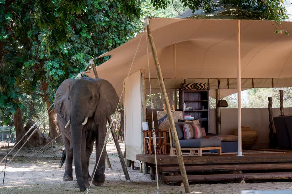Elephant love the area for its abundant food sources
