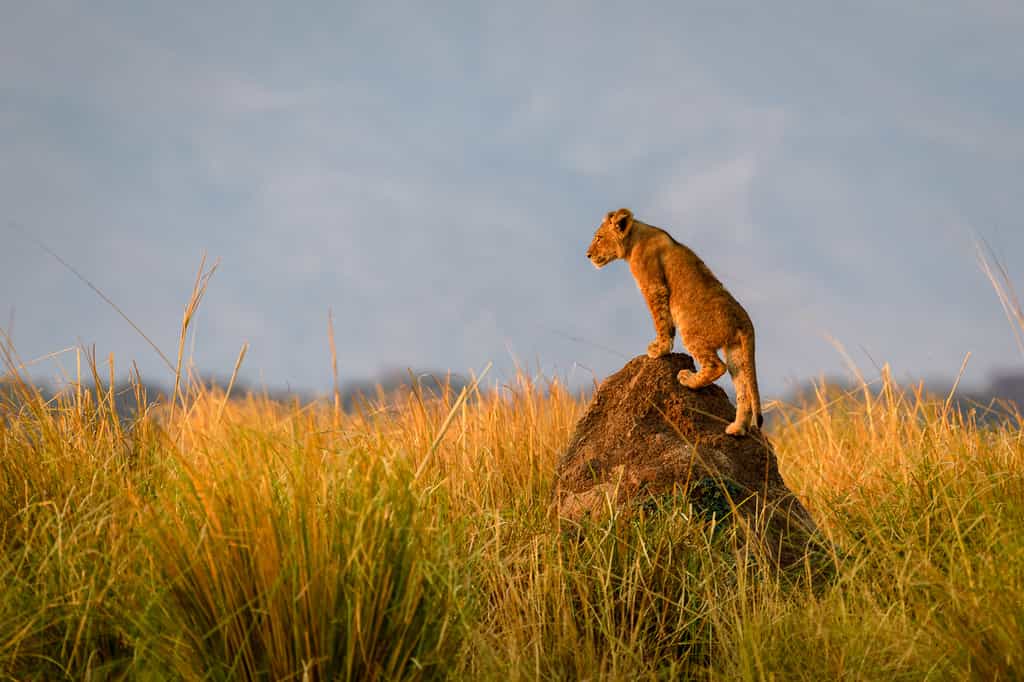 A healthy pride of lion has made the Ruckomechi Concession home