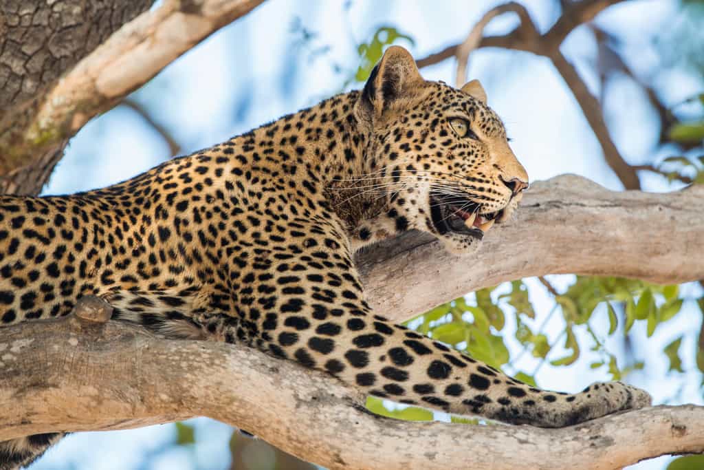 Wildlife
