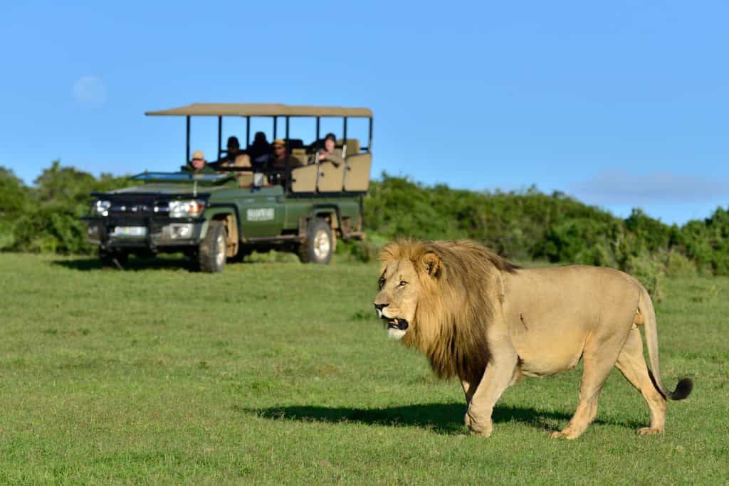 Game Drives