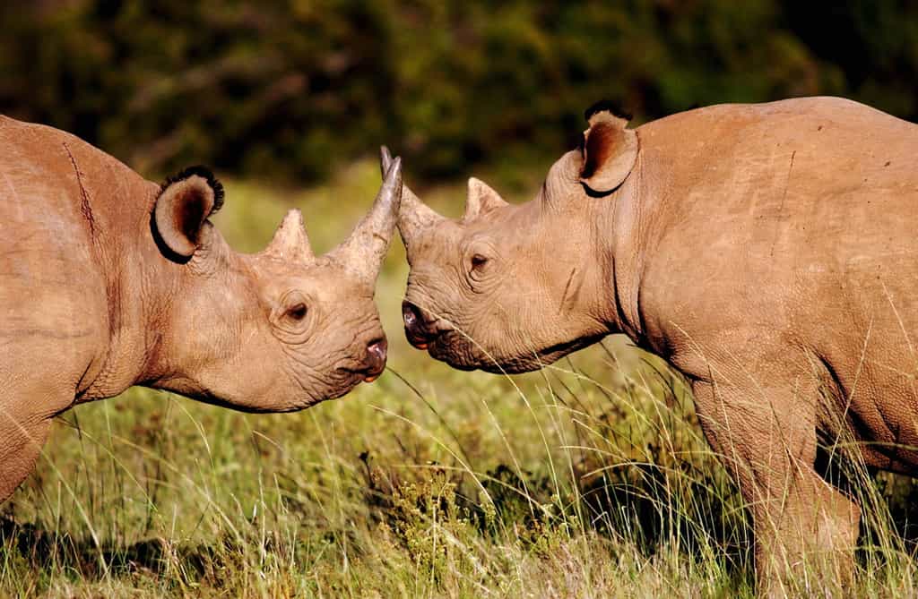 Wildlife