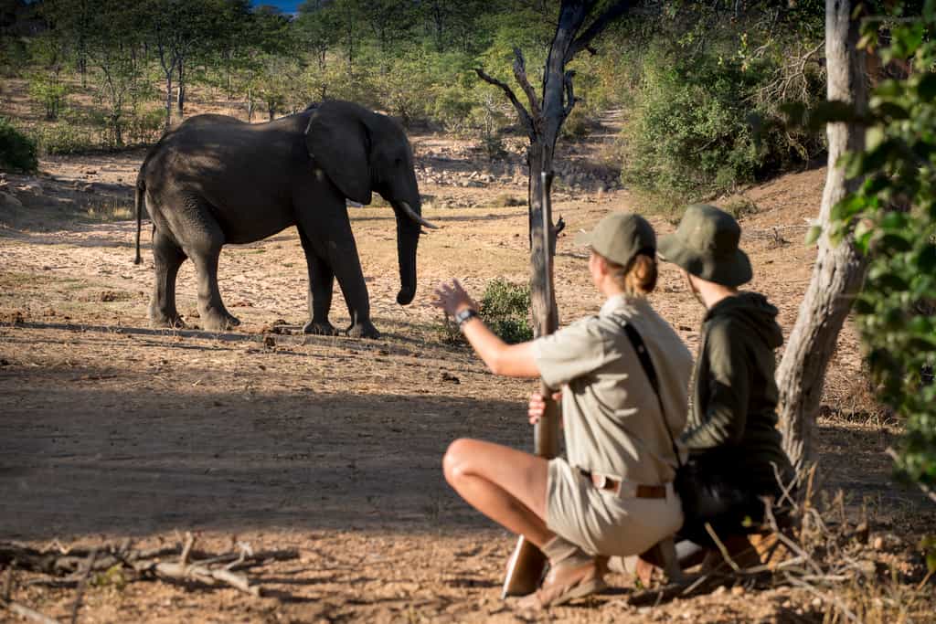 Ngala Safari lodge Walking2