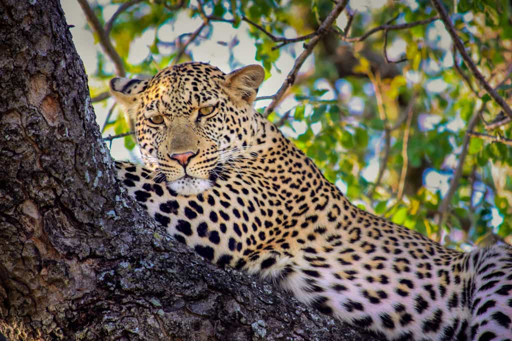 Leopard