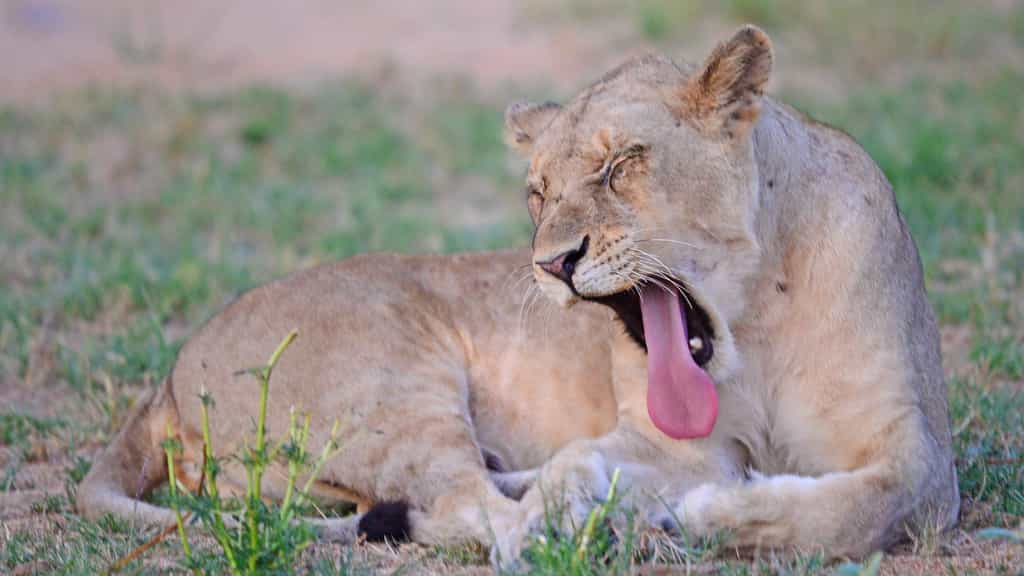 Big 5 game drives