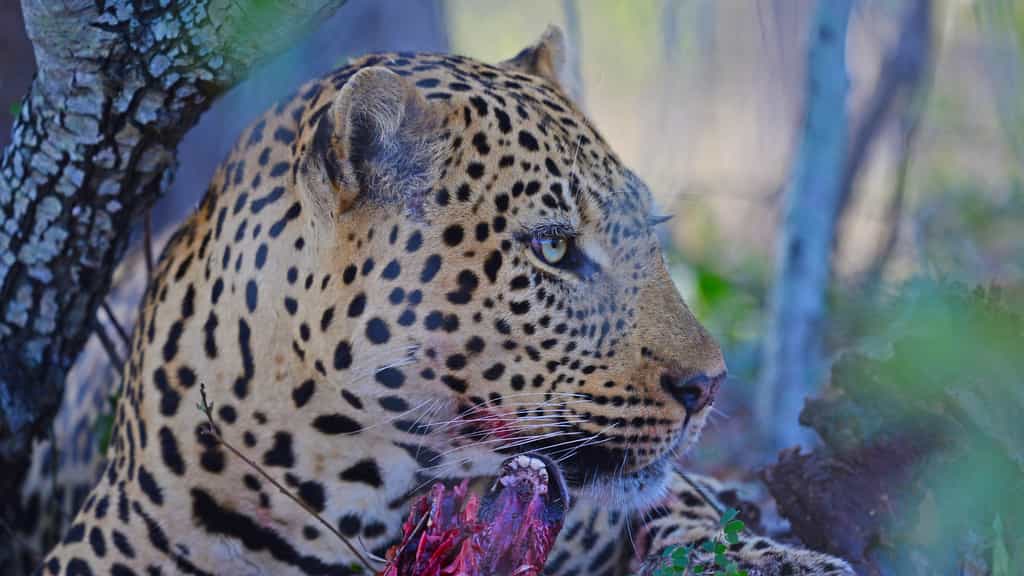 Big 5 game drives