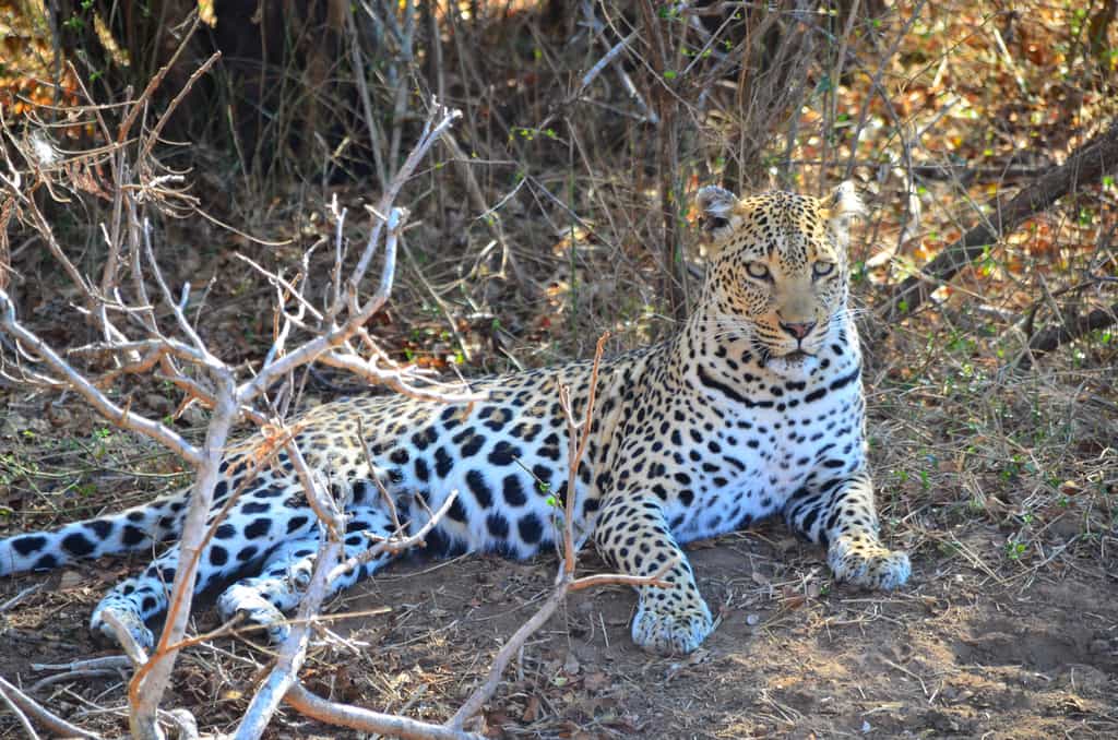 Big 5 game drives
