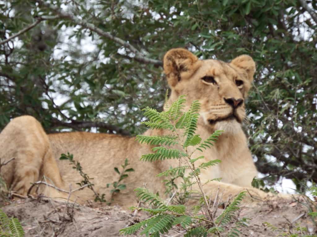 Big 5 game drives