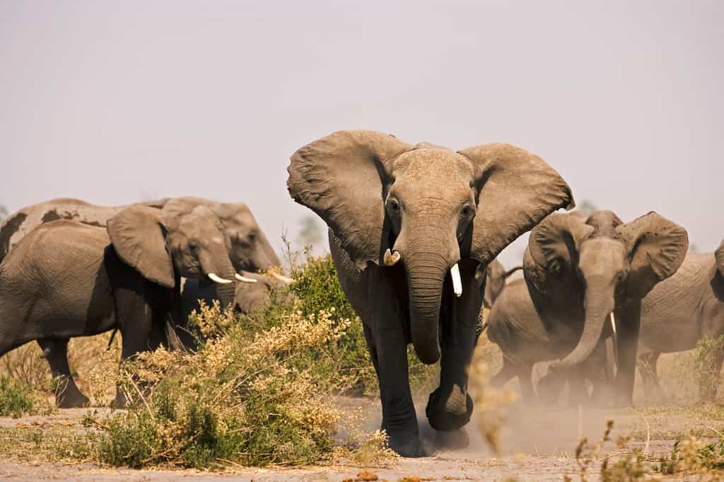 Selinda Reserve Elephants