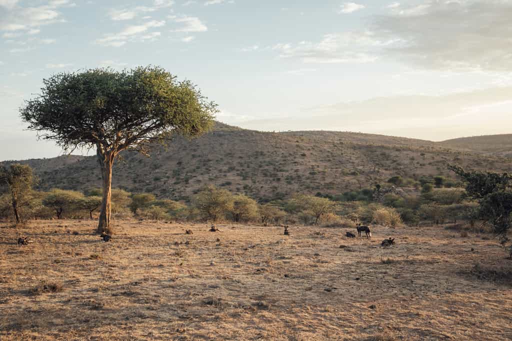 Wild Dog