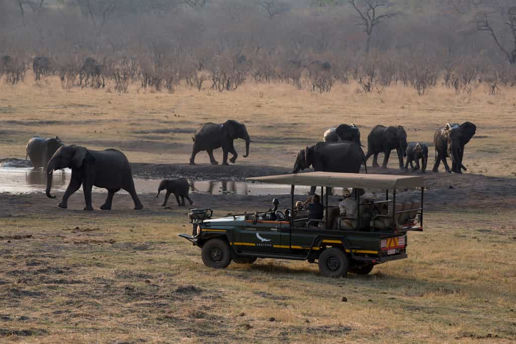 Safari