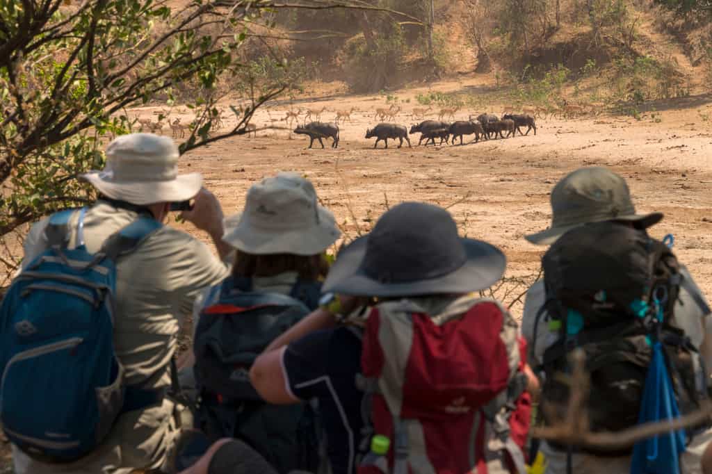 As the only source of water for some kilometers, wildlife around the Chitake Spring is prolific.