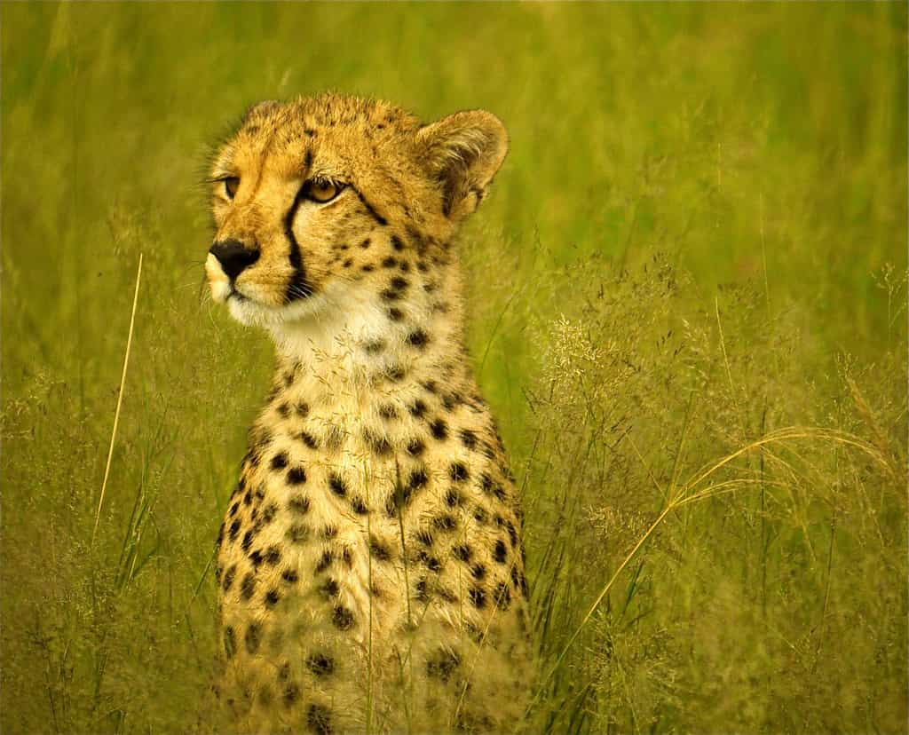 Camouflage cheetah 