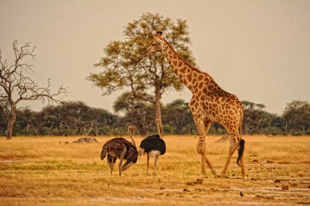 Friends - giraffe and ostriches  