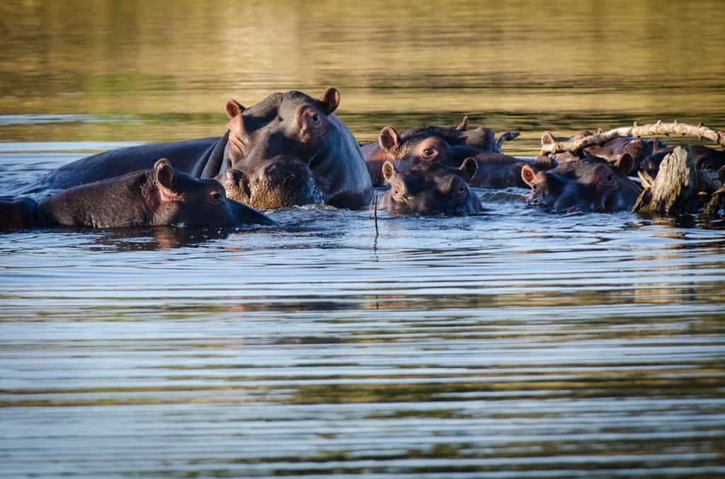 Game Drive