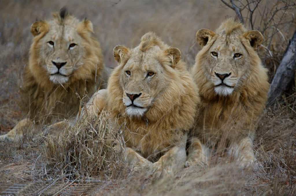 Game Drive