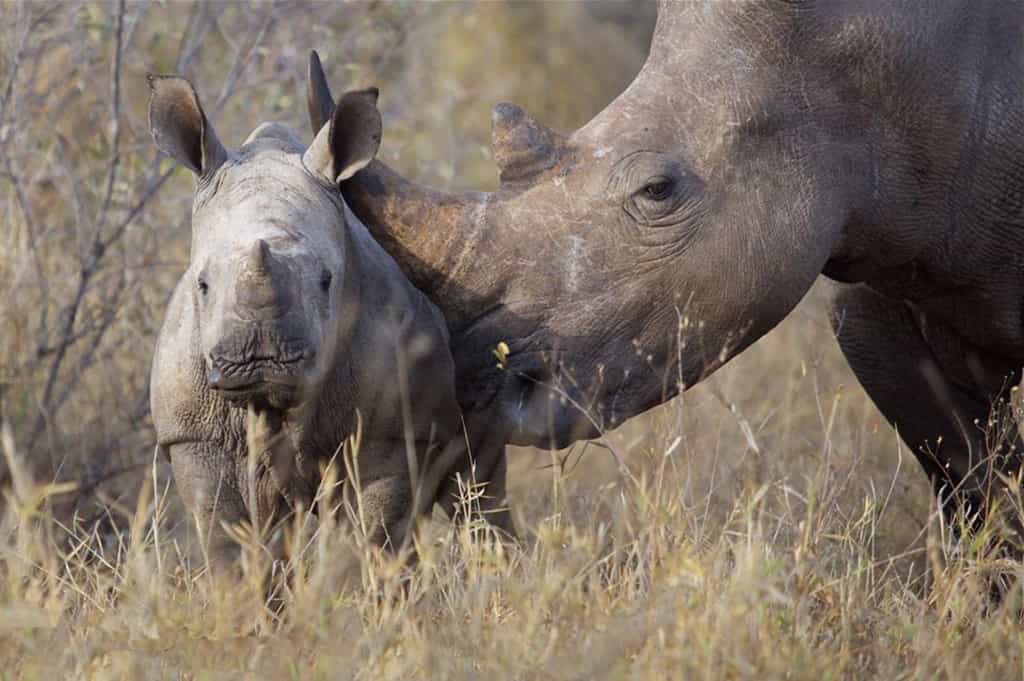 Game Drive