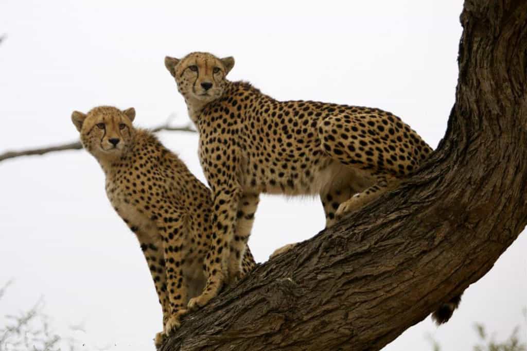 Game Drive