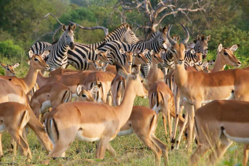 Game Drive