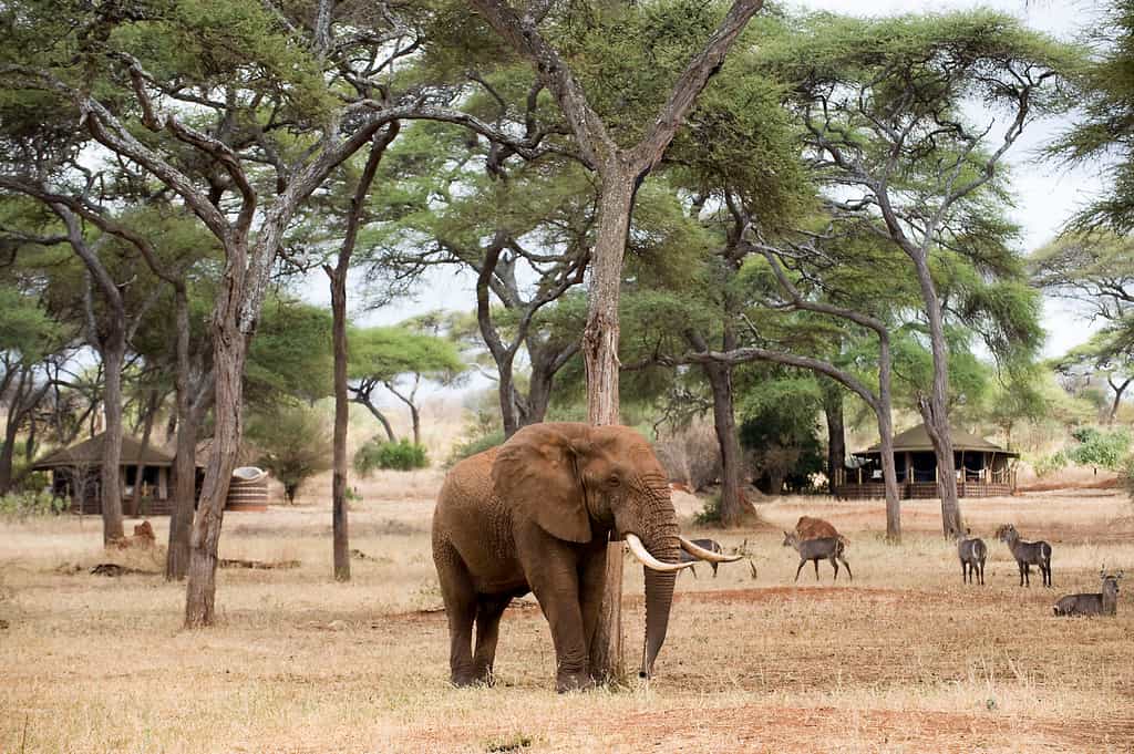 Animals in front of rooms