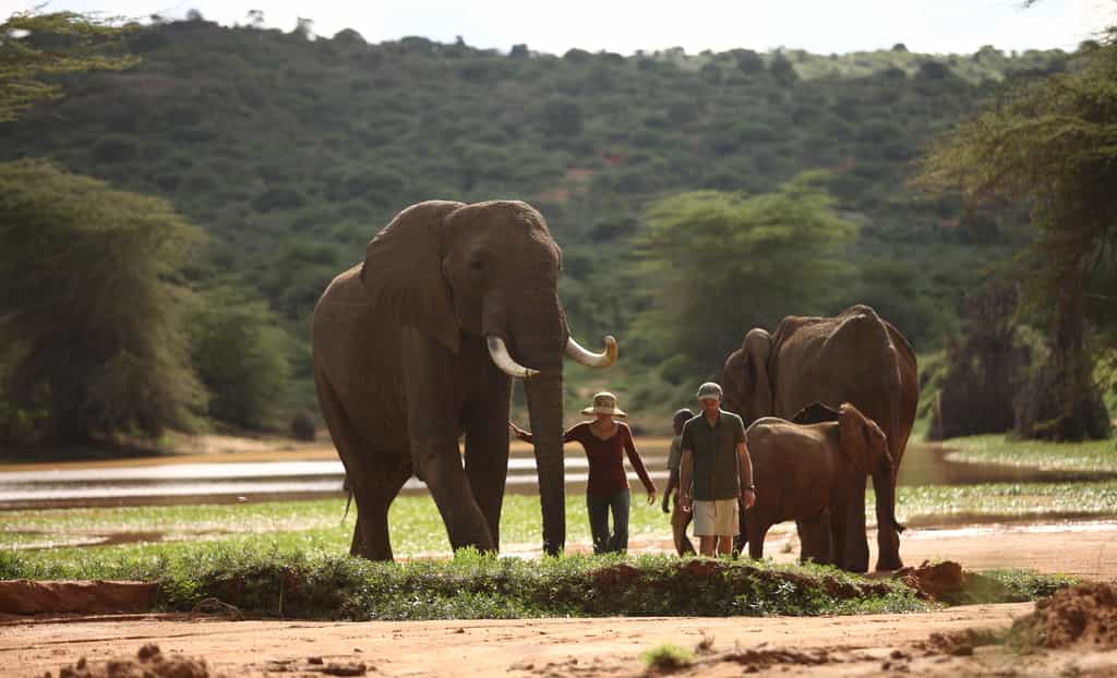 Ol Jogi offers guests the opportunity to get up close and personal with several species of wildlife