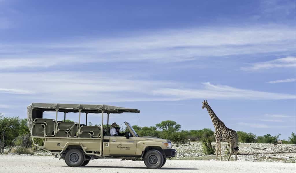 Game drives at Onguma Tree Top Camp