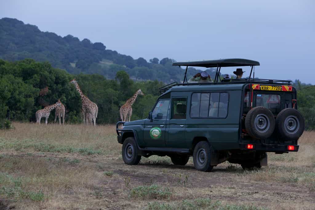 Safari drives