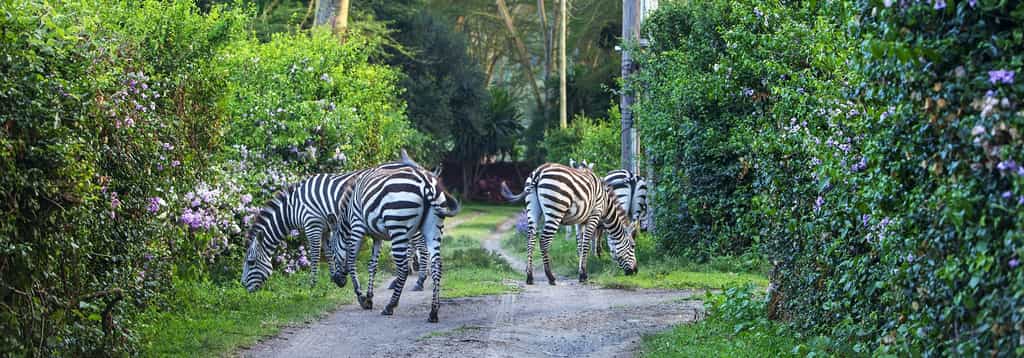 The rooms at Olerai all havedifferent personality. It creates an adventure for repeat guests who enjoy staying at Olerai.
