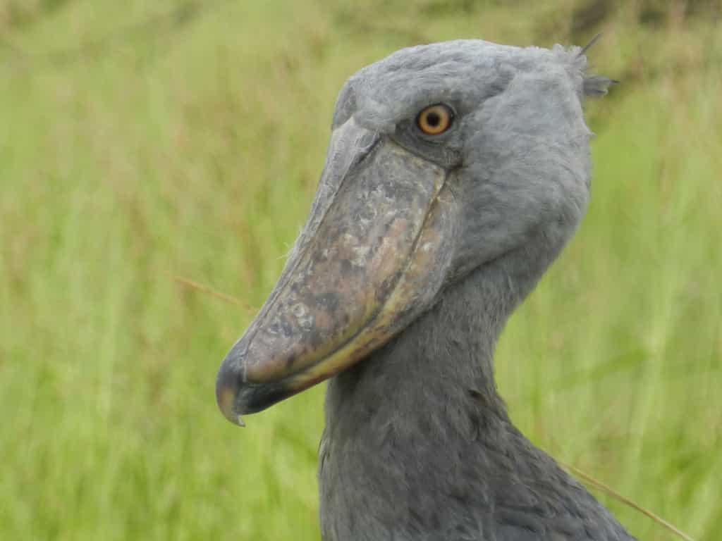 Shoebill Canoe Safari